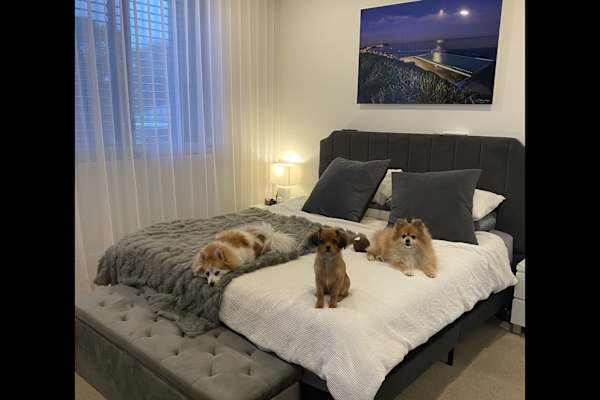 House sit in Newcastle, NSW, Australia