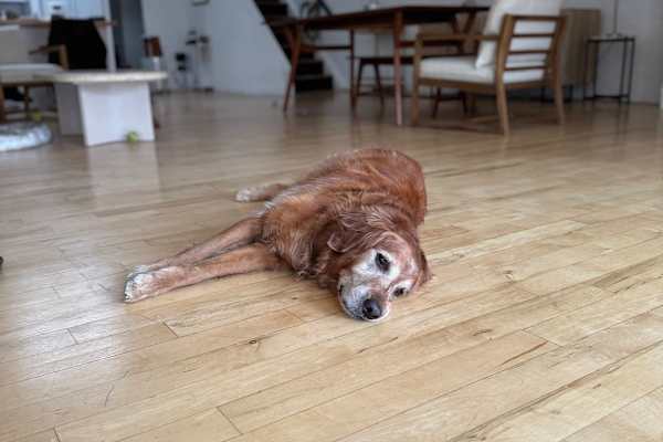 House sit in New York City, NY, US