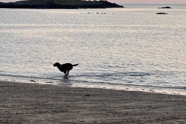 House sit in Rhosneigr, United Kingdom