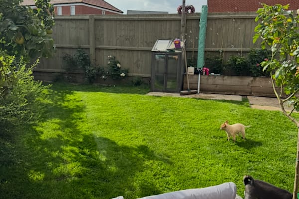 House sit in Haverhill, United Kingdom