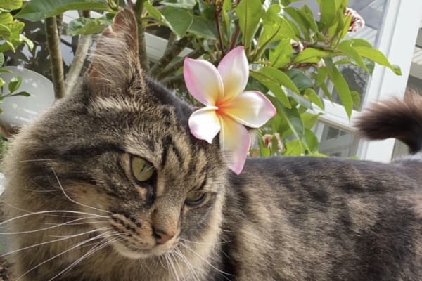 House sit in Devonport, New Zealand