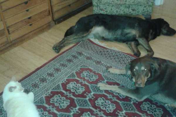 House sit in Burwood, VIC, Australia