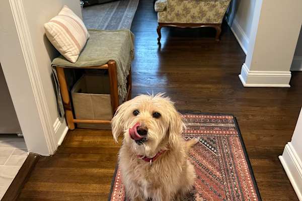 House sit in Montclair, NJ, US