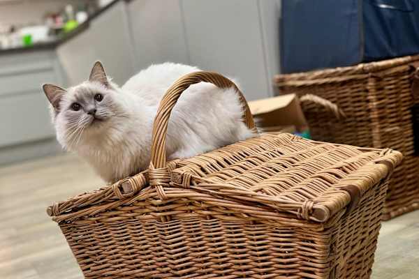 House sit in Upminster, United Kingdom