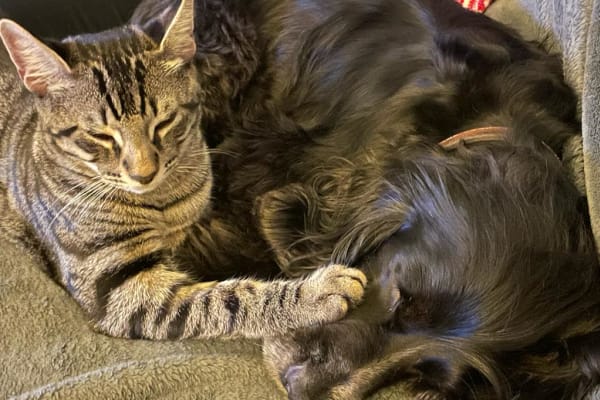 House sit in London, United Kingdom