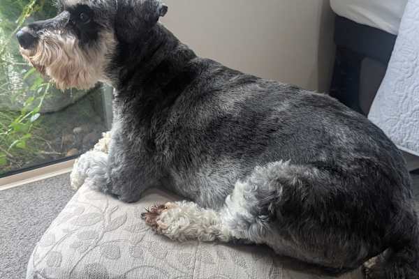 House sit in Cambridge, New Zealand