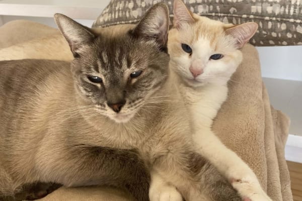 House sit in Whitefish, MT, US