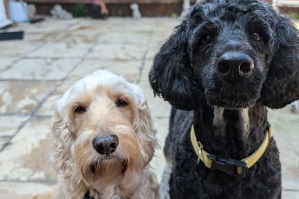 House sit in Aylesbury, United Kingdom