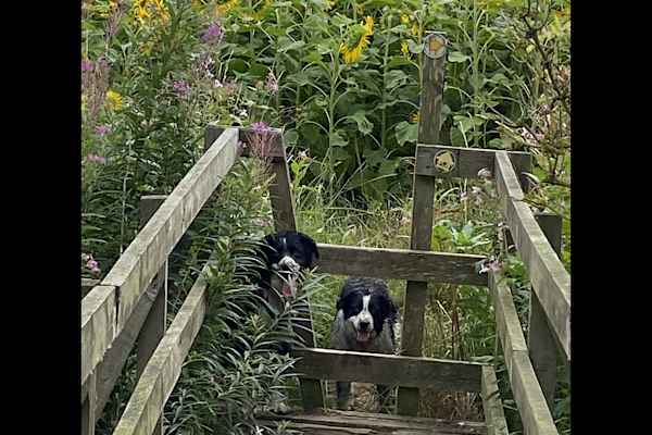 House sit in Wetherby, United Kingdom