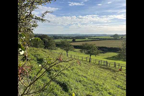 House sit in Bruton, United Kingdom