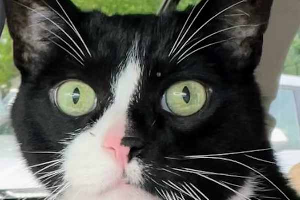 House sit in Rio Rancho, NM, US