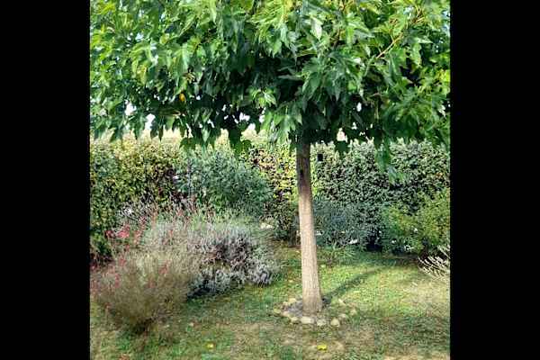 House sit in Salles-sur-l’Hers, France