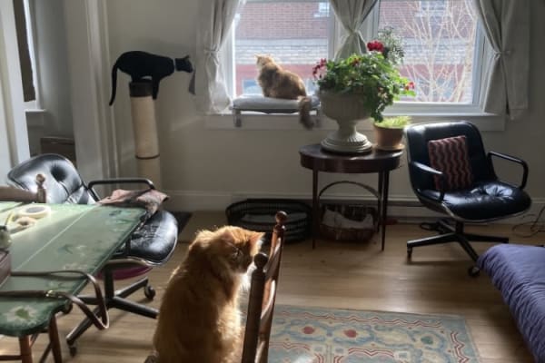 House sit in Hudson, NY, US