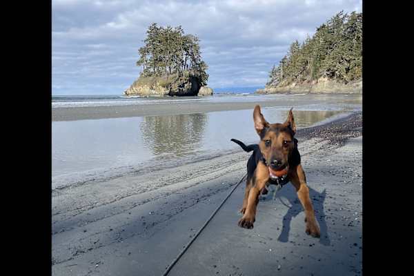 House sit in Port Angeles, WA, US