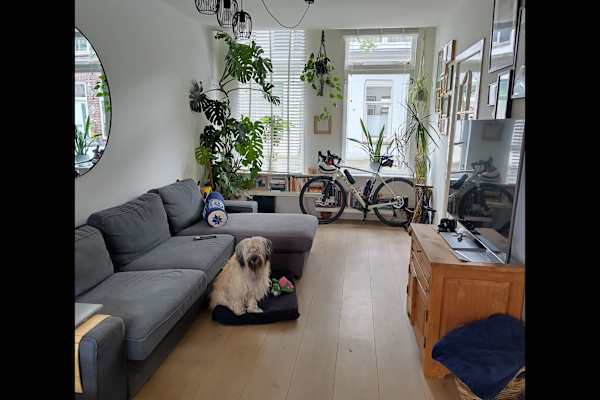 House sit in Haarlem, Netherlands