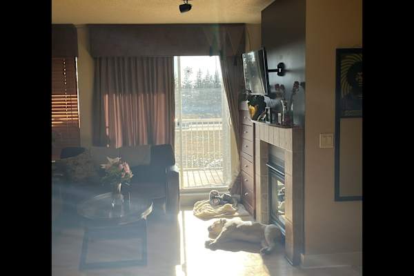 House sit in Calgary, AB, Canada