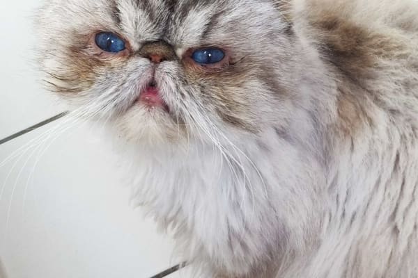 House sit in Hamburg, Germany