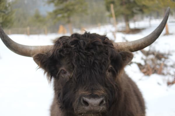 House sit in Invermere, BC, Canada