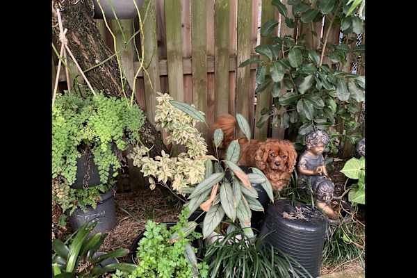 House sit in Brisbane, QLD, Australia
