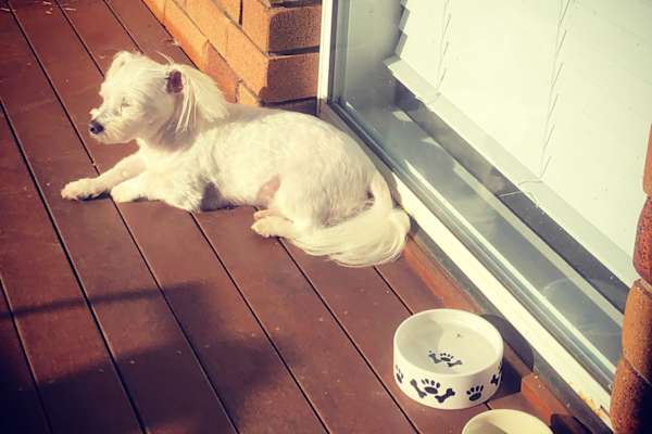 House sit in Gold Coast, QLD, Australia