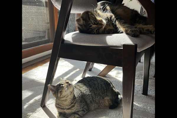 House sit in Melbourne, VIC, Australia