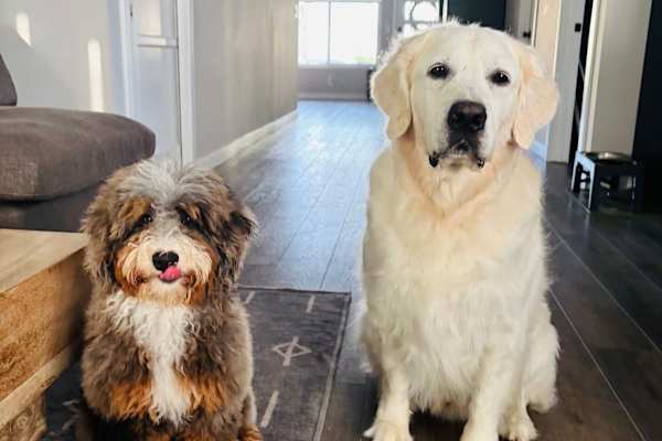 House sit in Los Angeles, CA, US