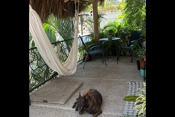 House sit in San Francisco (San Pancho), Mexico
