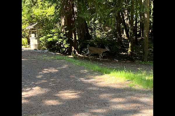 House sit in Tacoma, WA, US