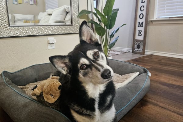 House sit in Austin, TX, US