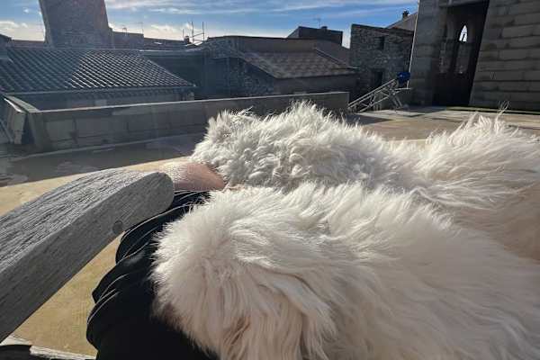 House sit in Causses-et-Veyran, France