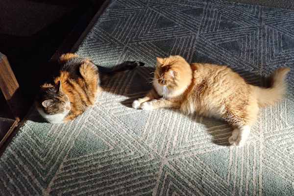 House sit in Melbourne, VIC, Australia