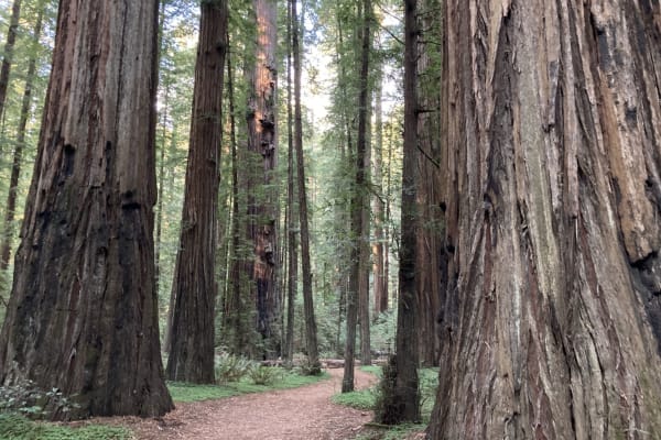 House sit in Eureka, CA, US