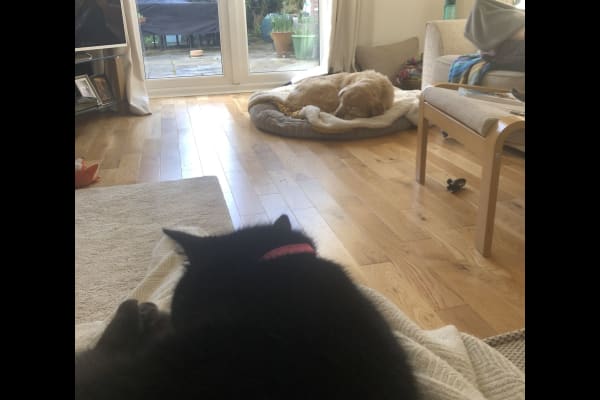 House sit in Basingstoke, United Kingdom