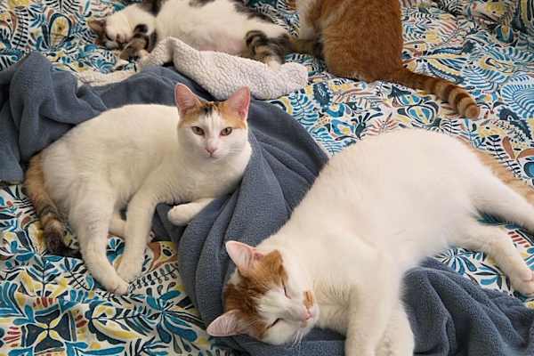 House sit in Clairac, France