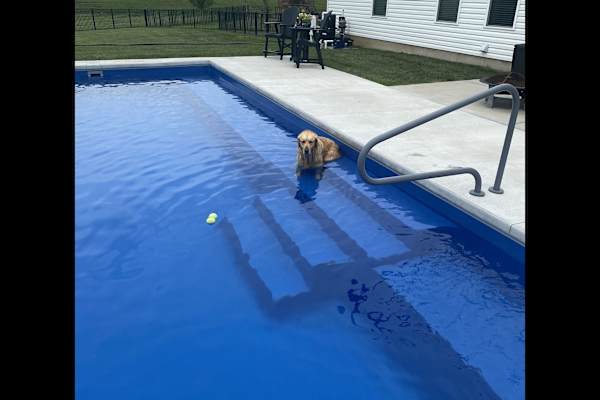 House sit in St. Louis, MO, US
