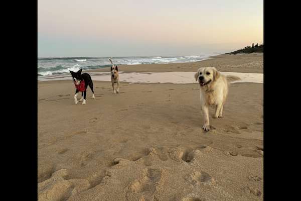 House sit in Brisbane, QLD, Australia