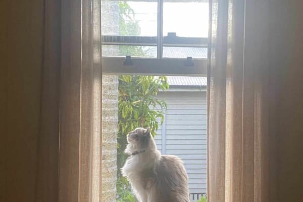 House sit in Brisbane, QLD, Australia