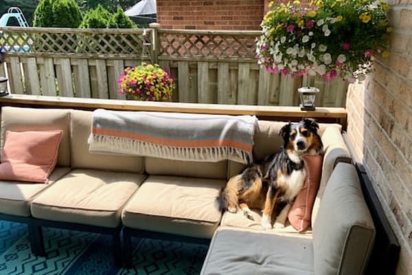 House sit in London, ON, Canada
