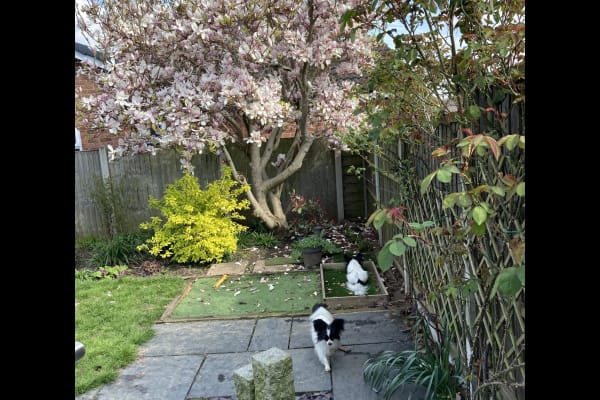 House sit in Hinckley, United Kingdom