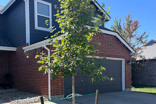 House sit in Northglenn, CO, US