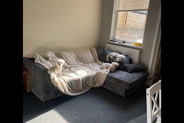 House sit in Grimsby, United Kingdom