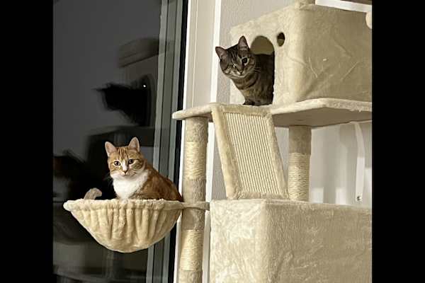 House sit in Zürich, Switzerland