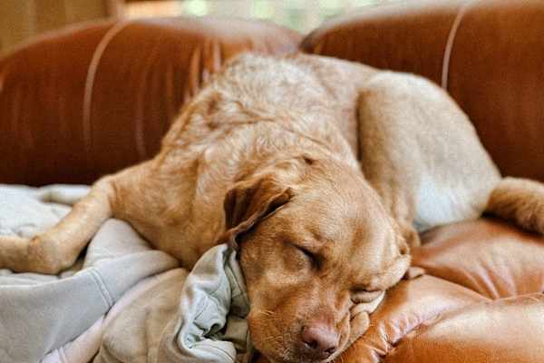 House sit in Mollymook Beach, NSW, Australia