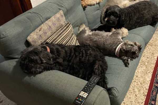 House sit in Salem, Spain