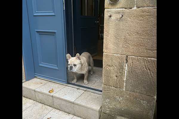 House sit in Bearsden, United Kingdom