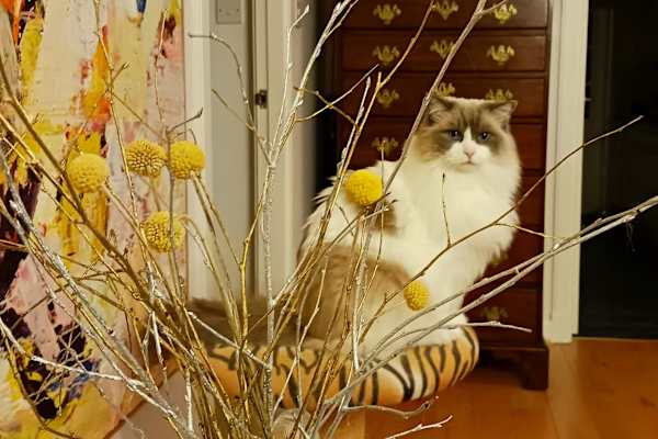 House sit in Chichester, United Kingdom