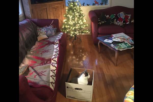 House sit in Salinas, CA, US