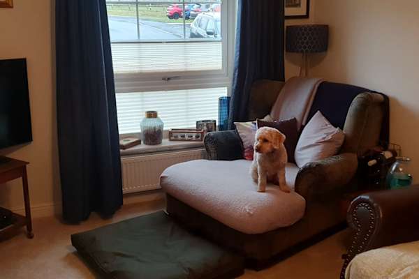 House sit in Barnard Castle, United Kingdom
