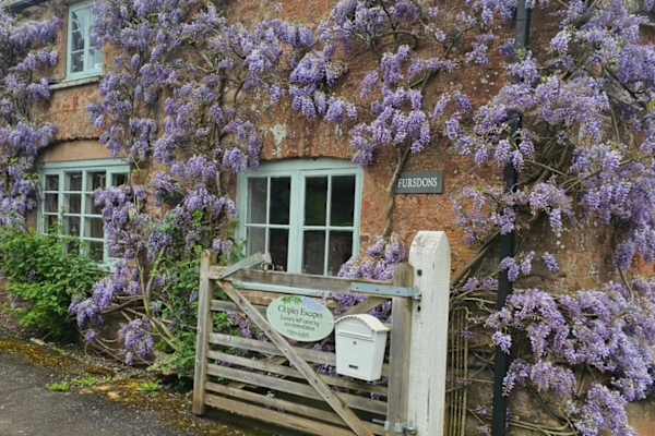 House sit in Wellington, United Kingdom