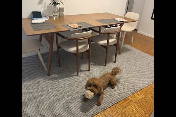 House sit in New York City, NY, US
